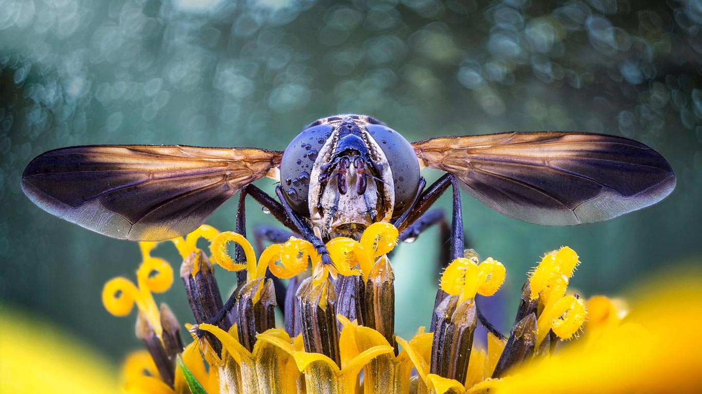 Close-up of a fly on flower stamens (© Alberto Ghizzi Panizza/Getty Images)(Bing Canada)