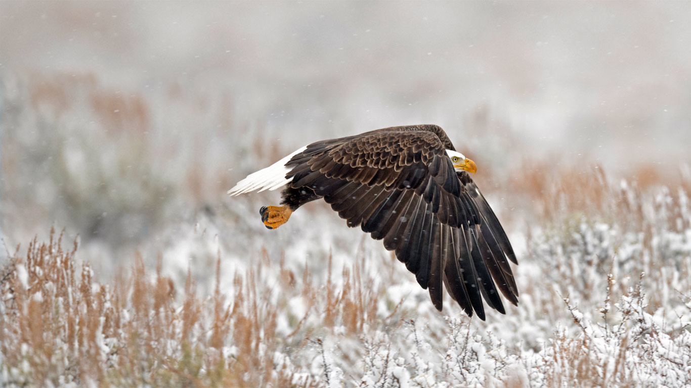 大提顿国家公园里的一只白头鹰，美国怀俄明州 (© Kathleen Reeder Wildlife Photography/Getty Images)(Bing China)