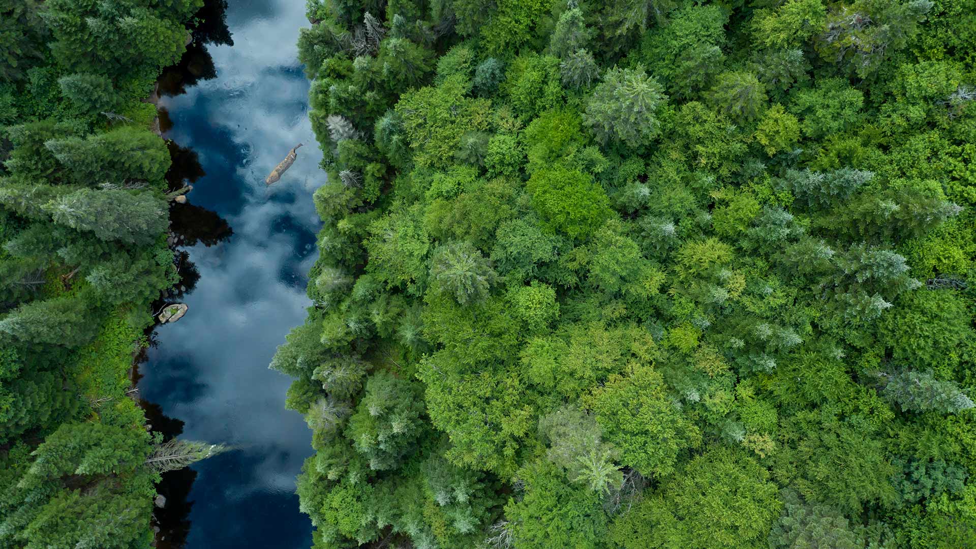 Aerial View of Boreal Forest in summer, Quebec (© Onfokus/Getty Images)(Bing Canada)