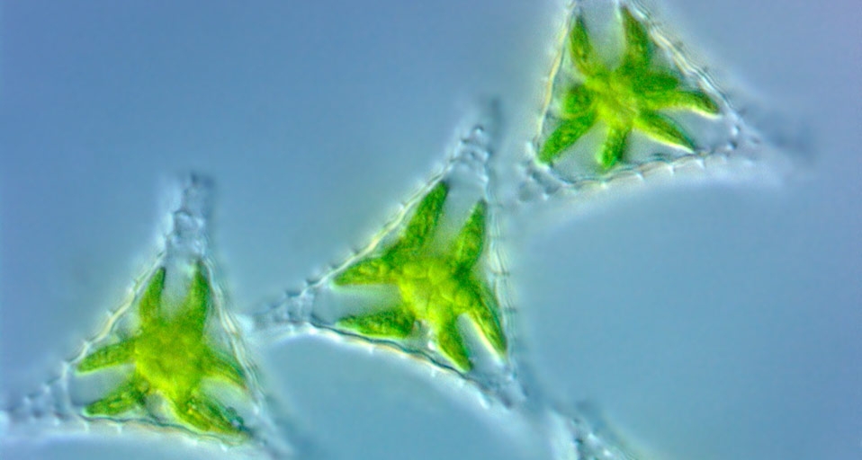 Green Algae (Volvox Aureus ) photographed using darkfield magnification technique-- Visuals Unlimited/Corbis &copy; (Bing Canada)