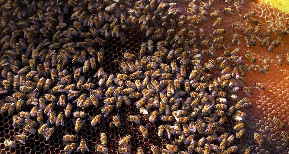 Bees in San Felice Circeo, Italy (© Massimo Borchi/4Corners) &copy; (Bing Canada)