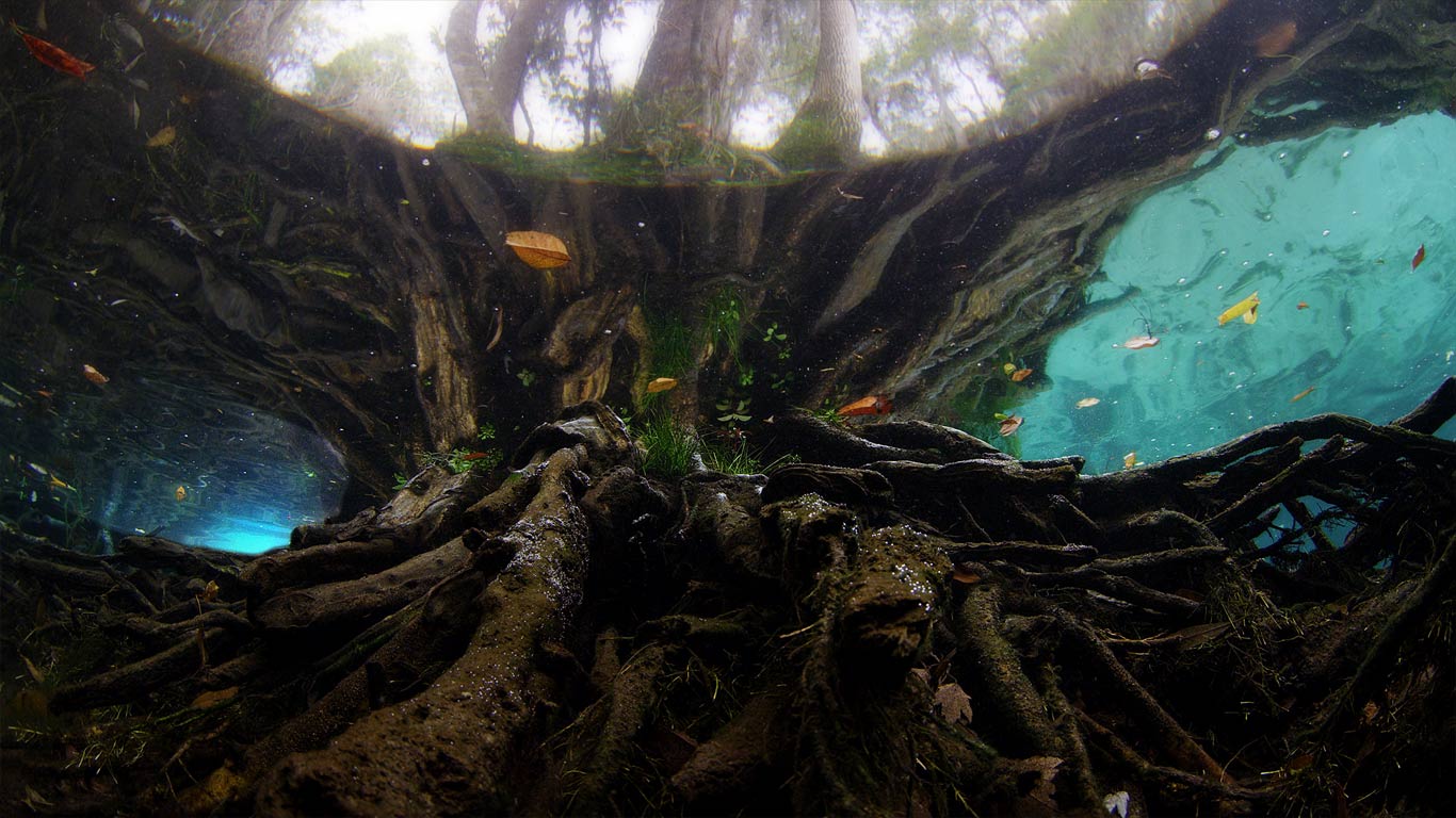 Three Sisters Springs, Manatee Sanctuary, Florida (© Mammoth HD)(Bing Canada)