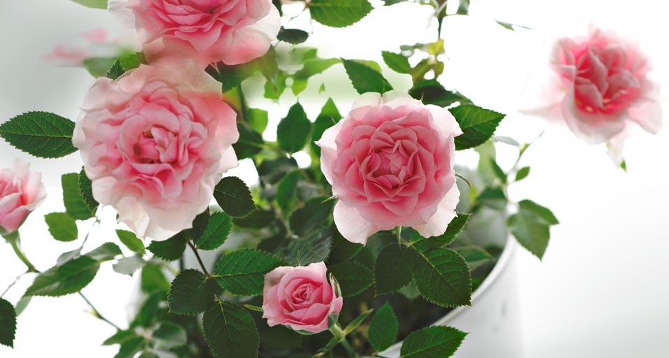 三月八日国际劳动妇女节：祝天下女人节日快乐 -- HG, Rossi/Cusp/Photolibrary &copy; (Bing China)