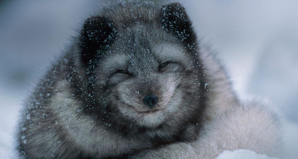 雪地中的北极狐宝宝 (© Belinda Images/Superstock) &copy; (Bing China)