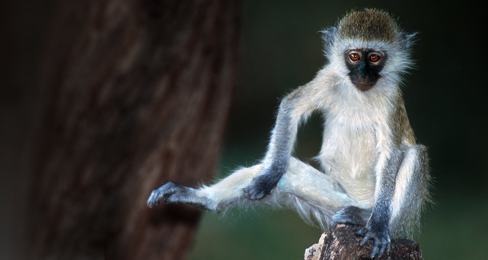肯尼亚长尾猴 -- Panoramic Images/Getty Images &copy; (Bing China)