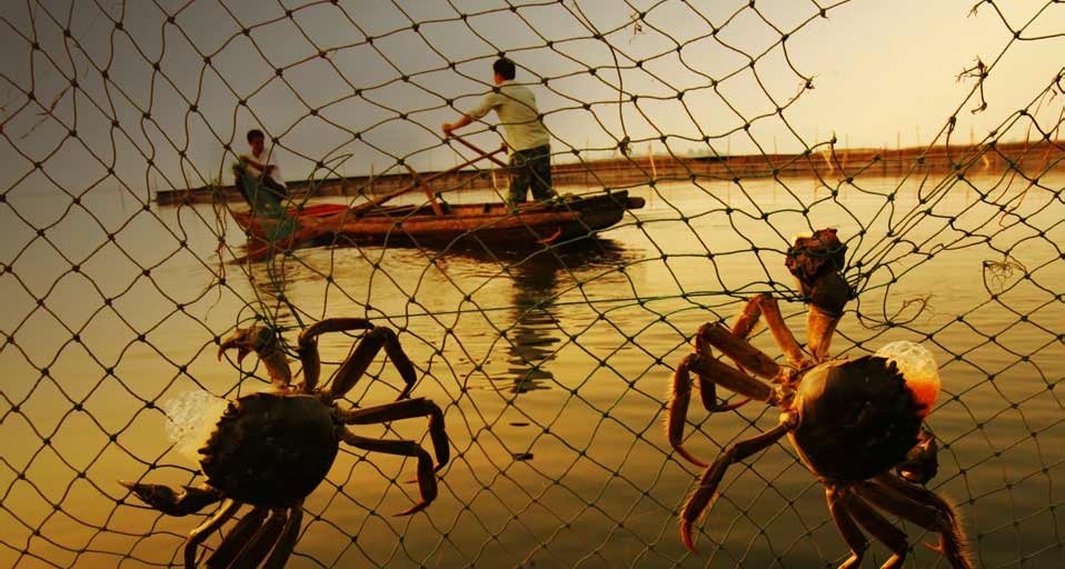 武汉的渔民在捞捕大闸蟹 -- China Photos/Getty Images &copy; (Bing China)