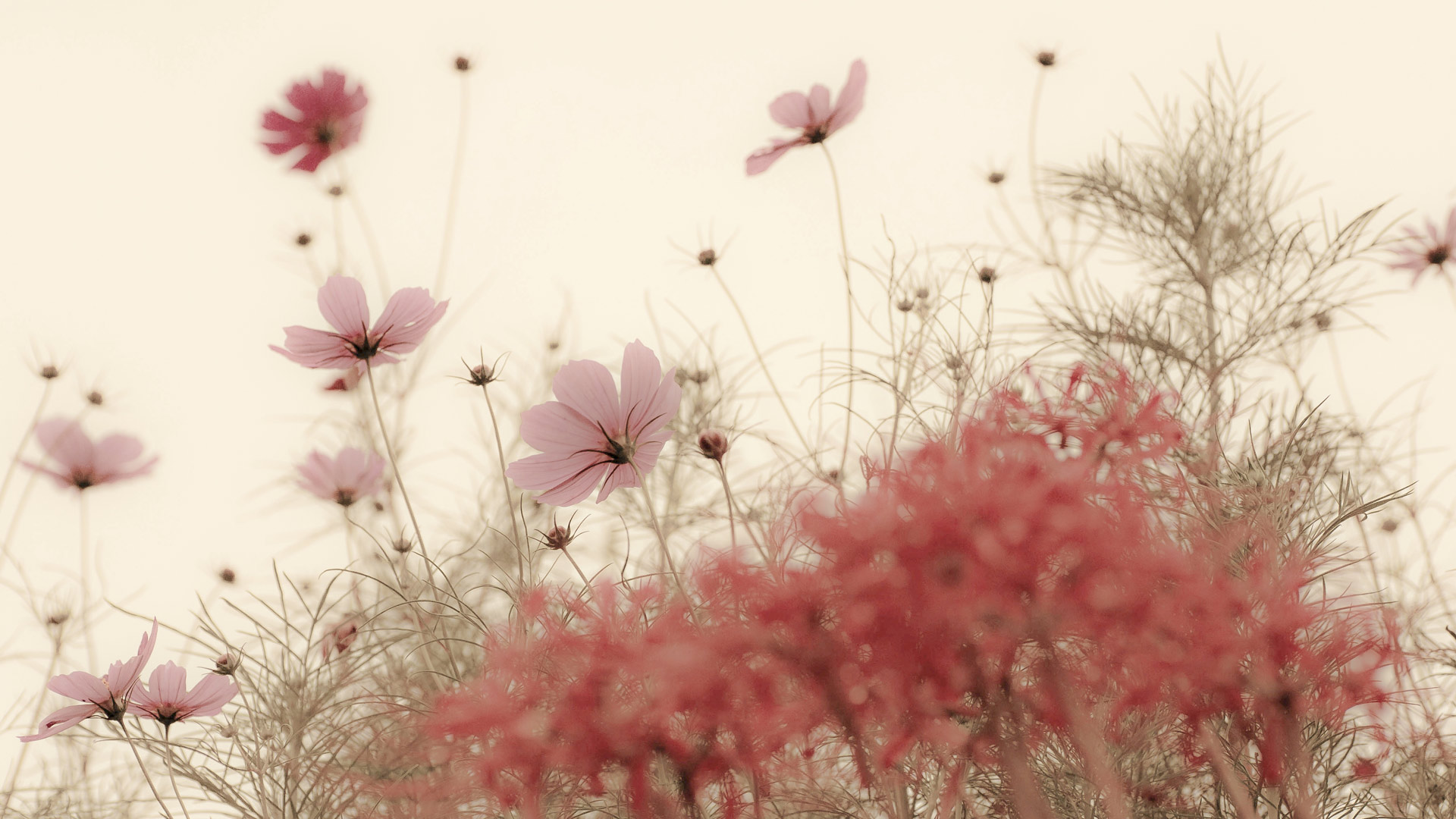 ｢秋のコスモス｣長崎 (© Kumiko Goto/Getty Images)(Bing Japan)