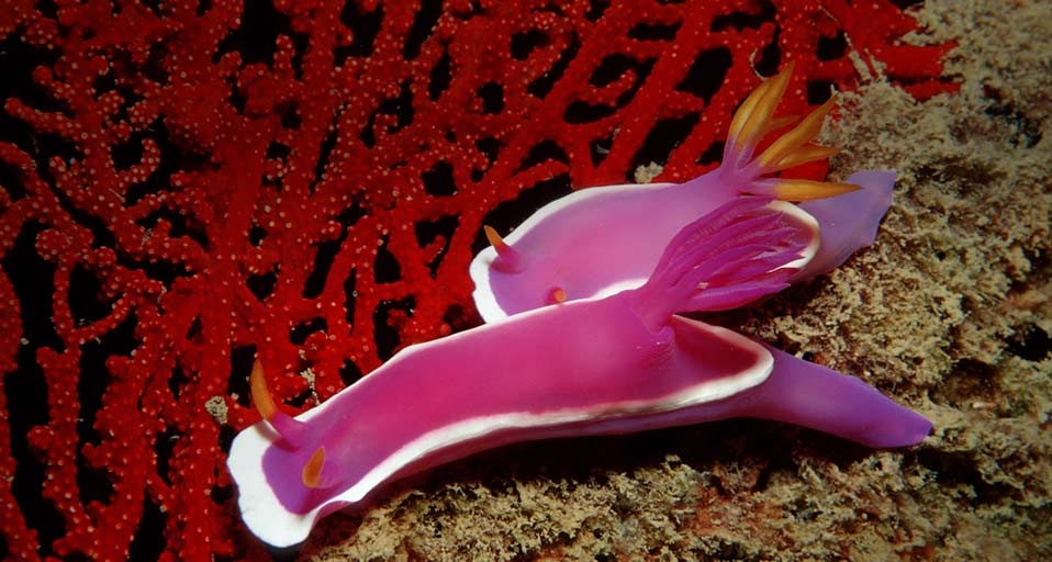 ｢シンデレラウミウシ｣マレーシア, ランカヤン島 -- Reinhard Dirscherl/photolibrary &copy; (Bing Japan)