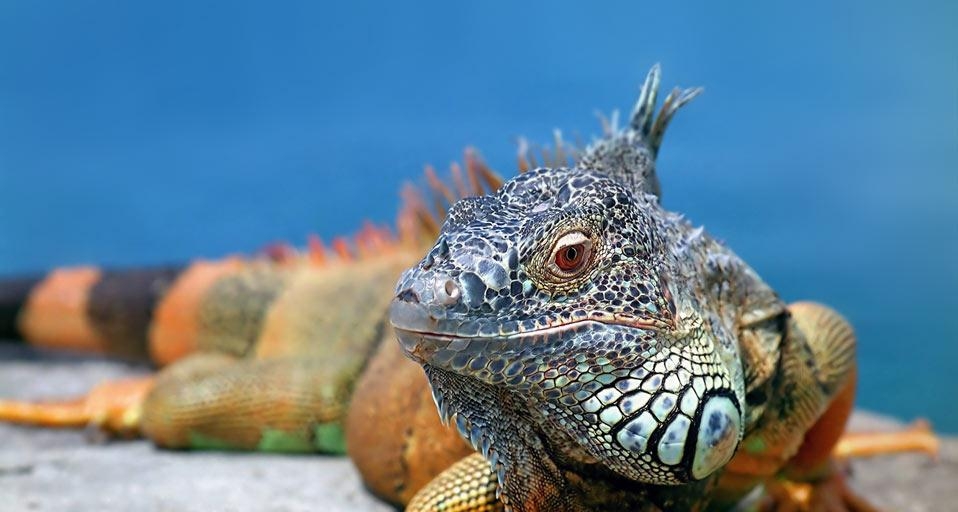 Iguana (© Oleksiy Fedorov / age fotostock) &copy; (Bing Australia)