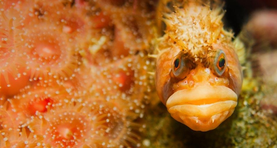 Close-up of a Coralline sculpin fish camouflaged underwater (© Glowimages/Corbis) &copy; (Bing Canada)