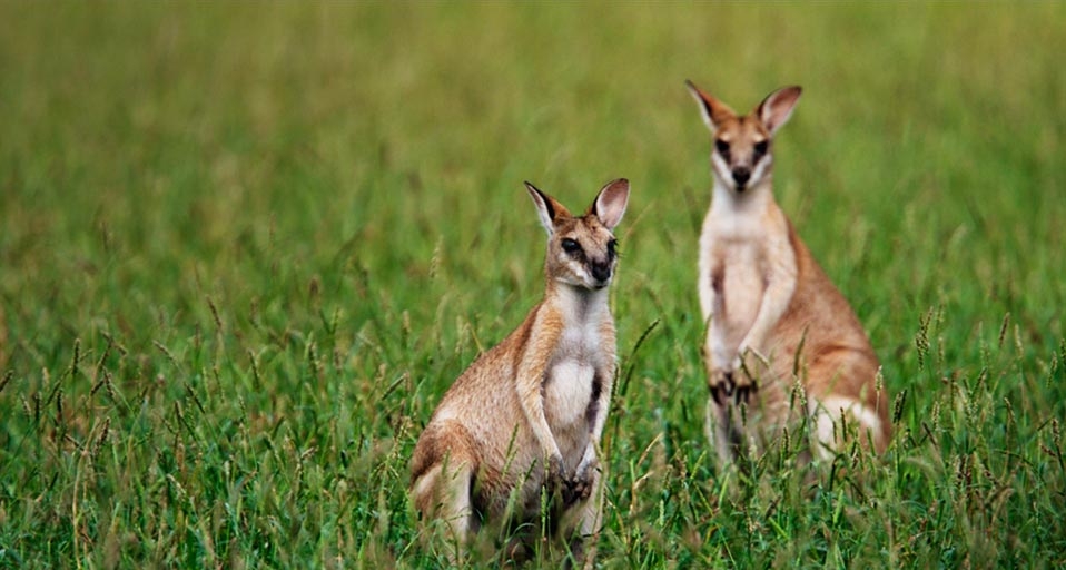 A pair of wallabies in Australia (© Randy Olson/Getty Images) &copy; (Bing Canada)