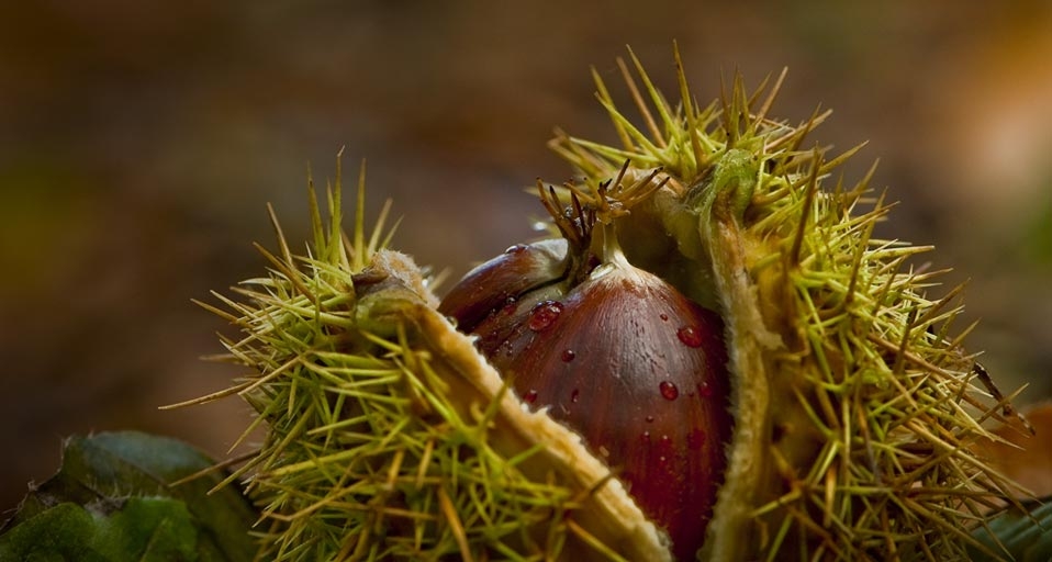 法国克雷西森林中的栗子 (© Stephane Bouilland/Peter Arnold/Photolibrary) &copy; (Bing China)