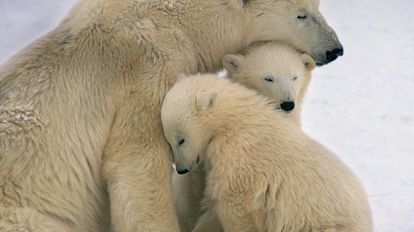 Polar bear mother and cubs near Hudson Bay, Canada (© Kennan Ward/Corbis)(Bing Canada)