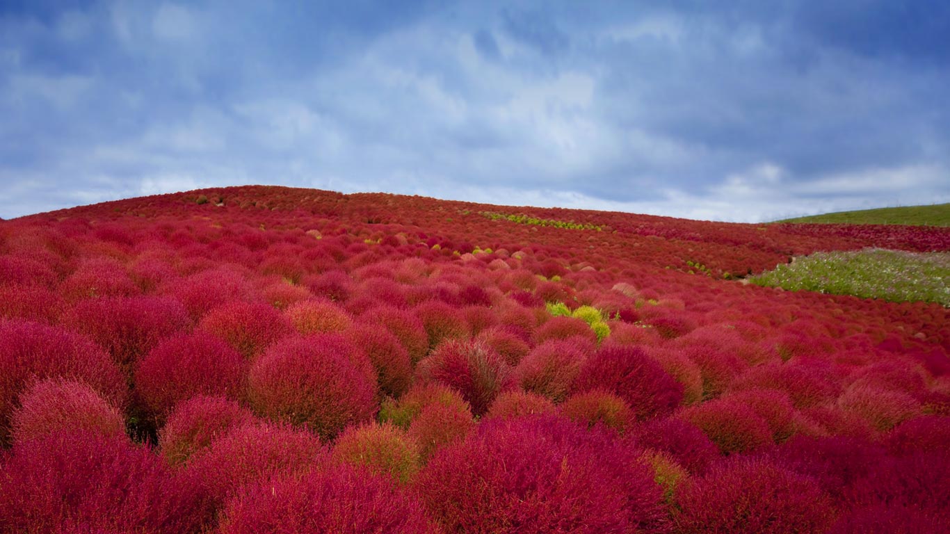 ｢コキアの紅葉｣茨城, 国営ひたち海浜公園 (© Clover/Superstock)(Bing Japan)