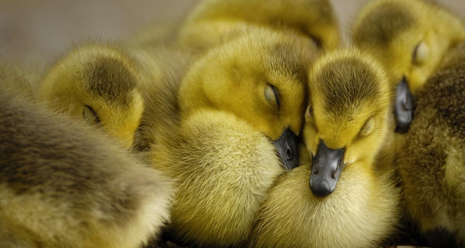 Canada Geese goslings -- ARCO/age fotostock &copy; (Bing Canada)
