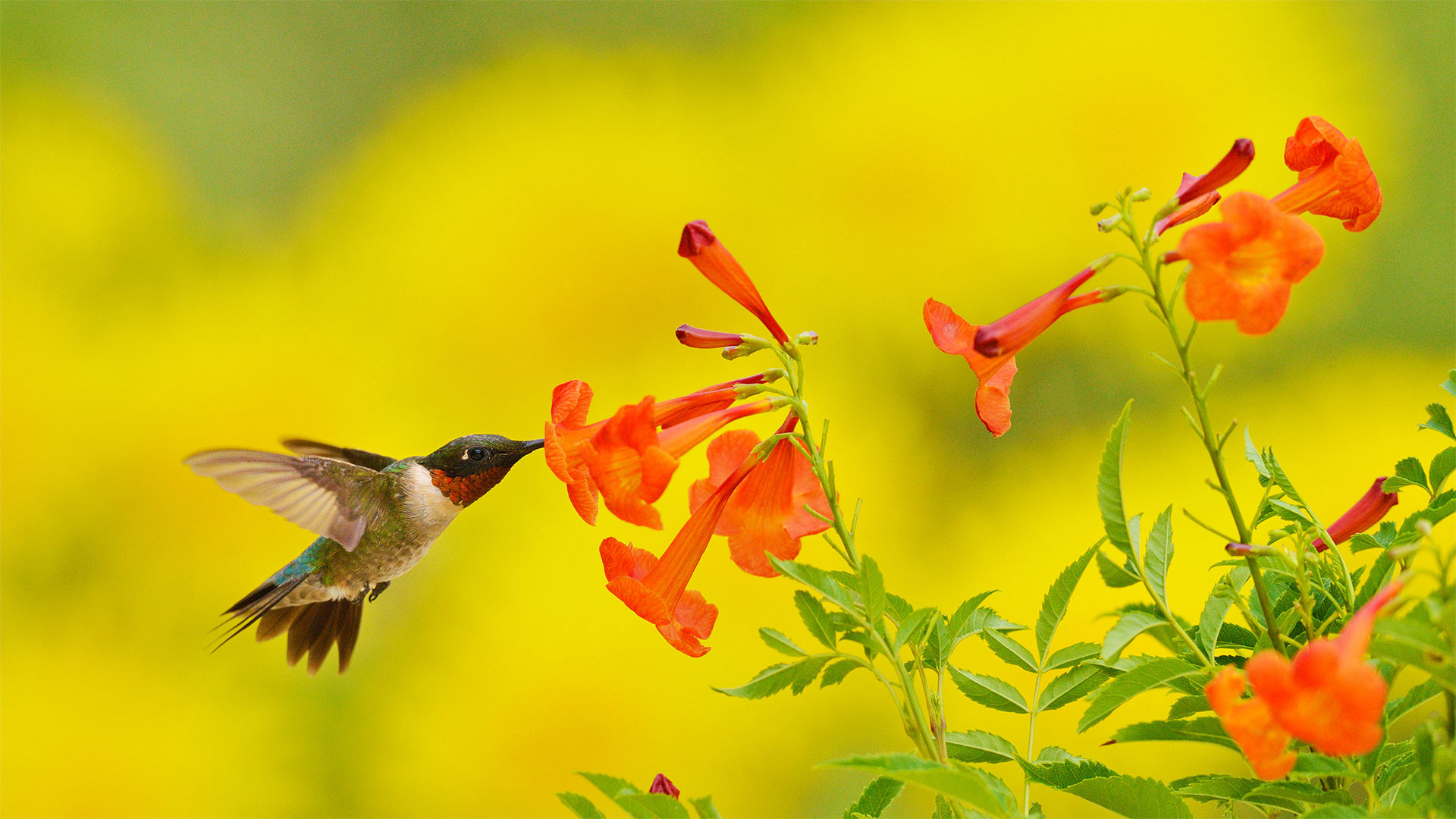 在食用黄钟花的红喉北蜂鸟，德克萨斯州丘陵地 (© Rolf Nussbaumer/Danita Delimont)(Bing China)