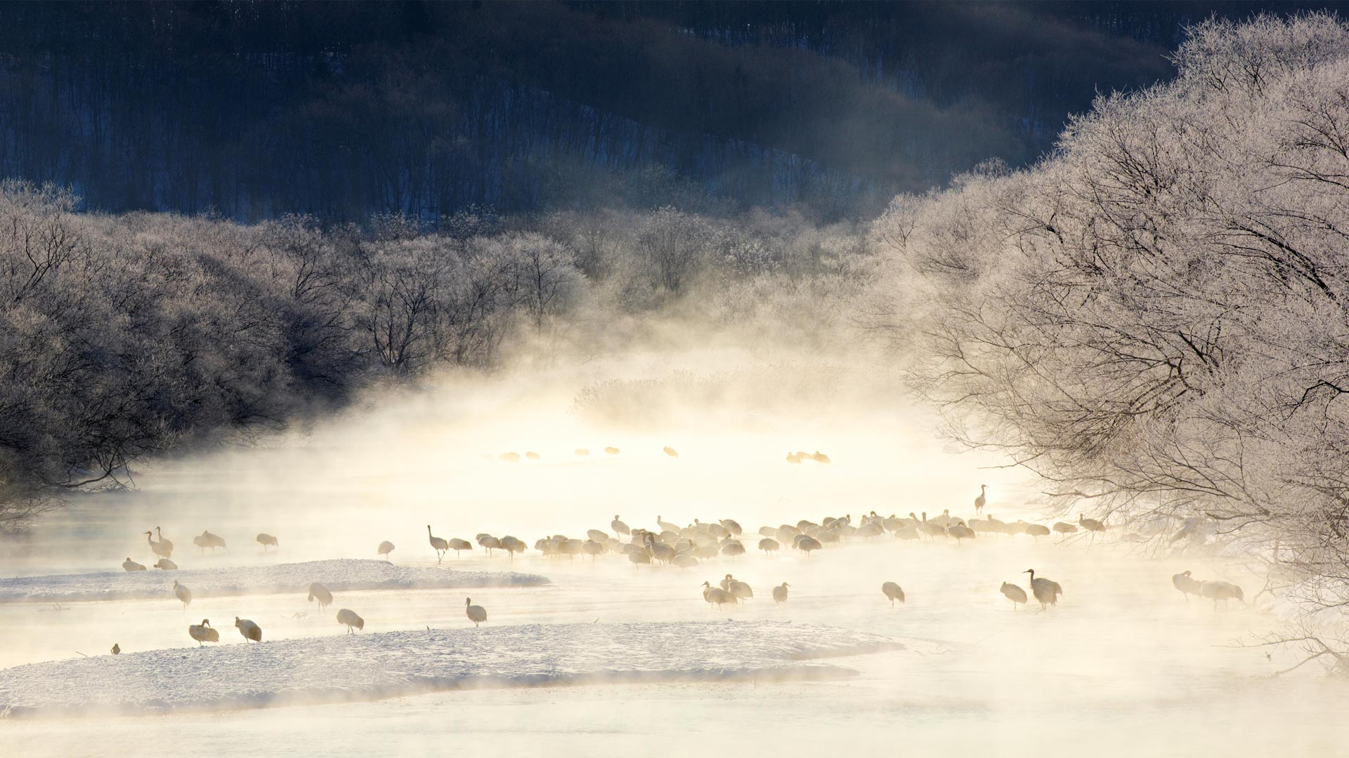 薄雾笼罩的河流中的丹顶鹤，日本北海道 (© Paul & Paveena Mckenzie/Getty Images)(Bing China)