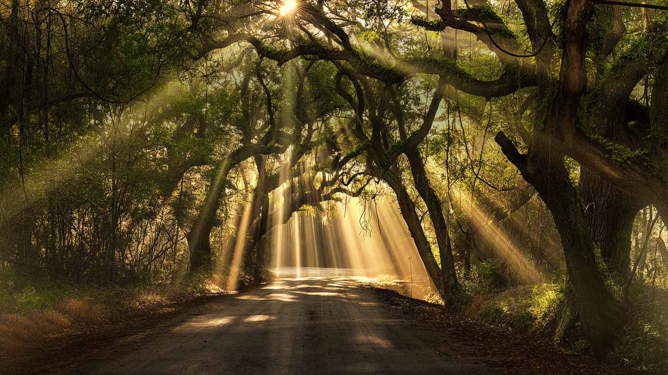 Botany Bay road, Edisto Island, South Carolina (© Michael Woloszynowicz/500px)(Bing Canada)