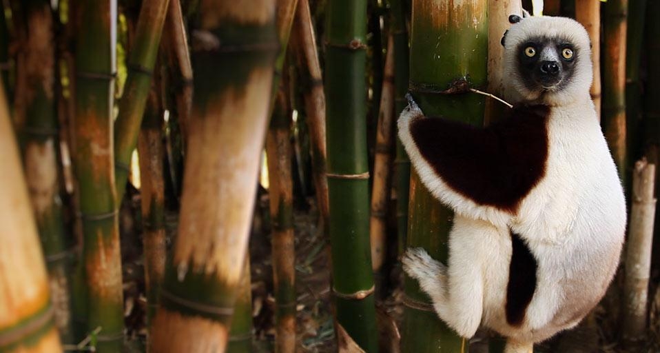 马达加斯加，竹子上的狐猴 (© Olivier Leger/Getty Images) &copy; (Bing China)