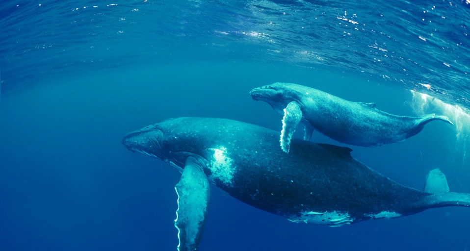 Perrine Doug/Pacific Stock/Photolibrary &copy; (Bing Australia)