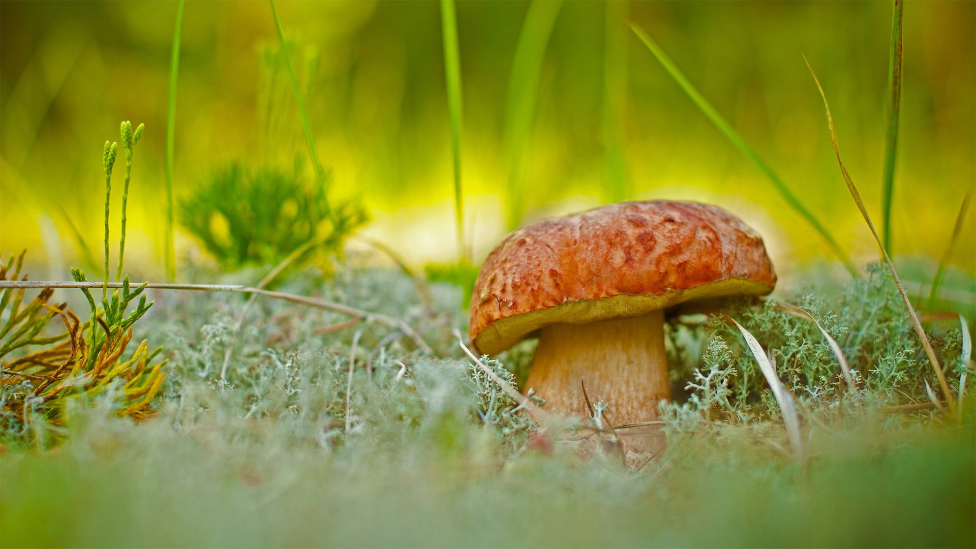 一朵牛肝菌 (© vnosokin/Getty Images)(Bing China)
