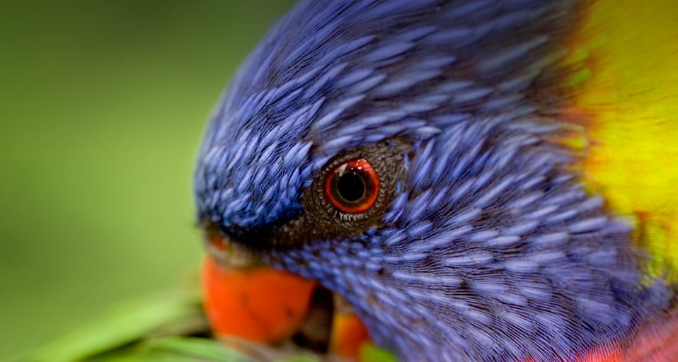 A Rainbow Lorikeet preening its feathers -- Tim Laman/Getty Images &copy; (Bing Canada)