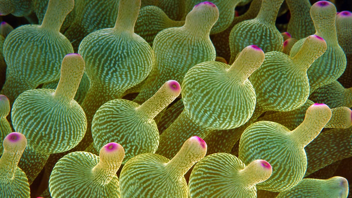 Blasenanemone, Great Barrier Reef, Australien (© Gary Bell/Corbis)(Bing Deutschland)