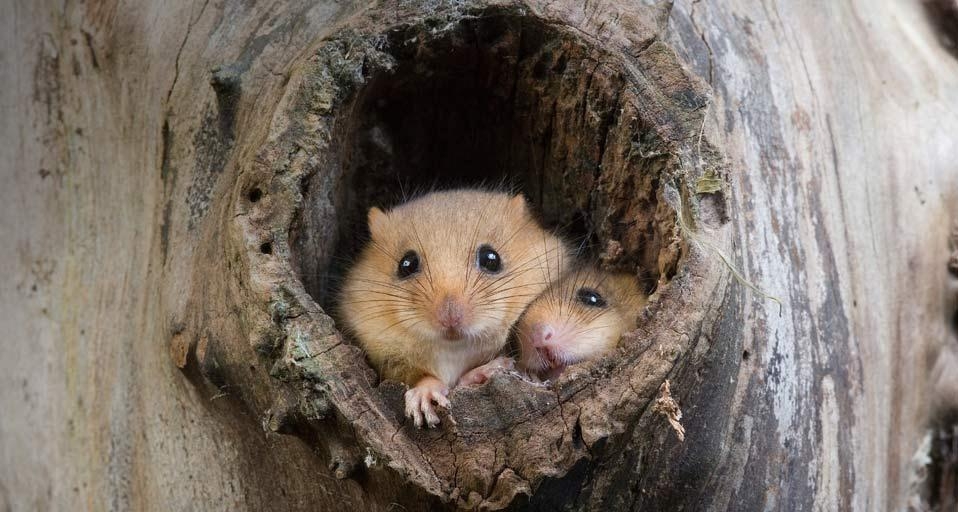 Common Dormouse (Muscardinus avellanarius) at nest opening in tree trunk, Normandy, France (© Gerard Lacz/Visuals Unlimited, Inc.) &copy; (Bing Canada)