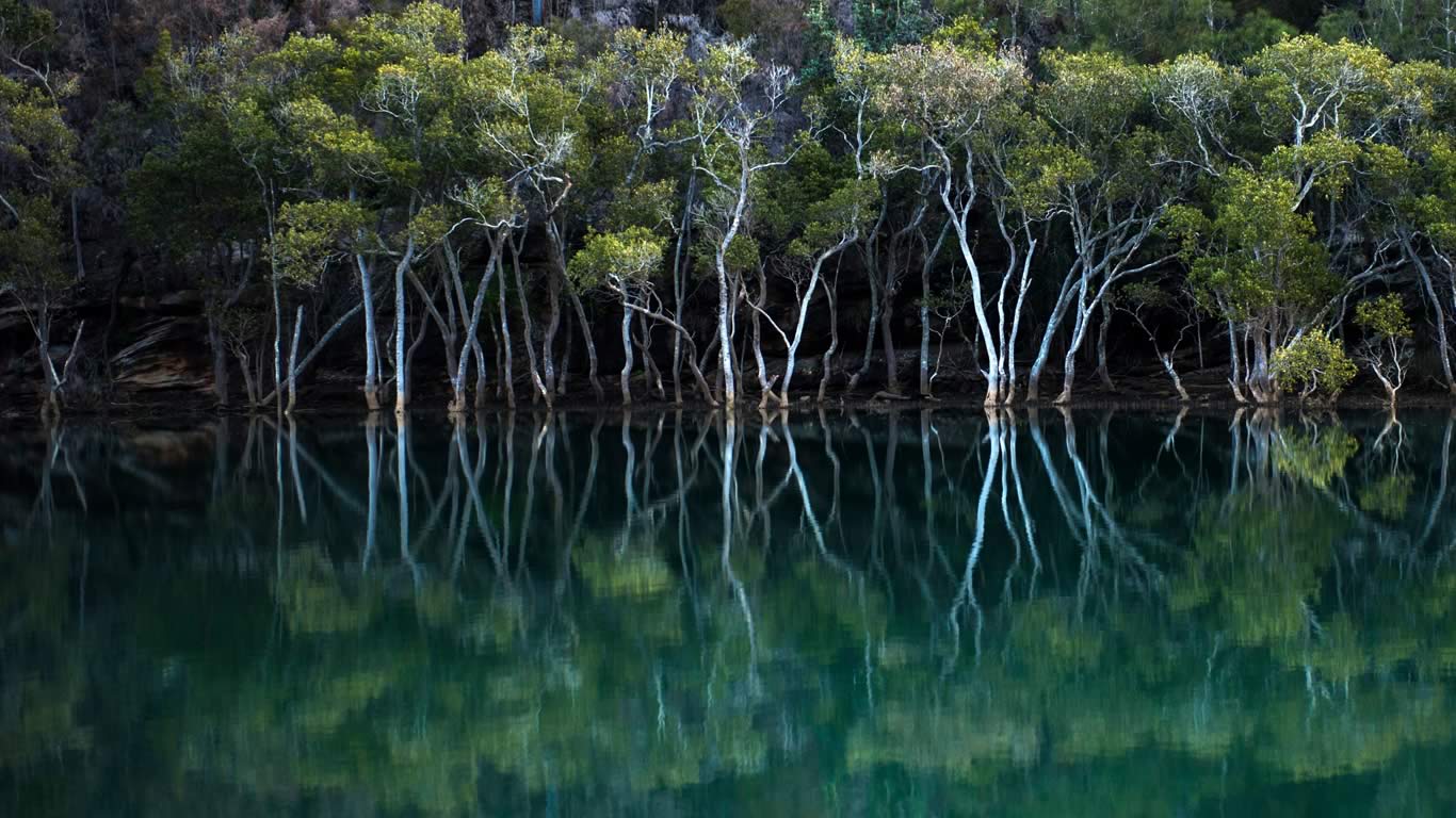 Mangroves in Garigal National Park, Sydney, New South Wales (© Cassandra Hannagan/Fancy Images/plainpicture)(Bing Australia)