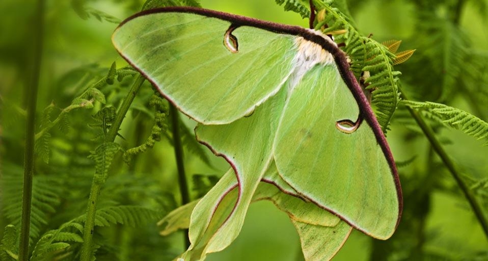 Luna moths among hay-scented ferns, Lively, Ontario, Canada (© Don Johnston/age fotostock) &copy; (Bing Canada)