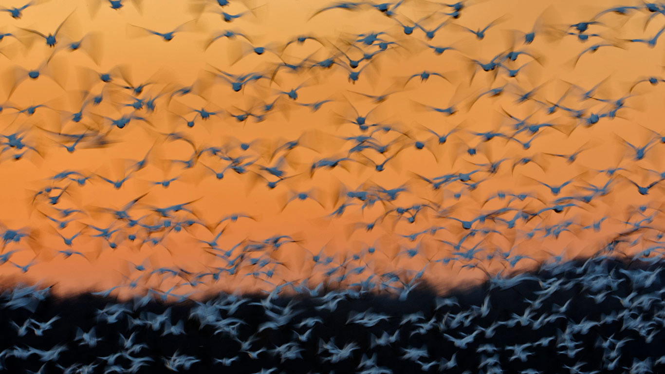 蒙特苏马国家野生动物保护区里的雪雁，美国纽约州 (© Gerrit Vyn/Minden Pictures)(Bing China)