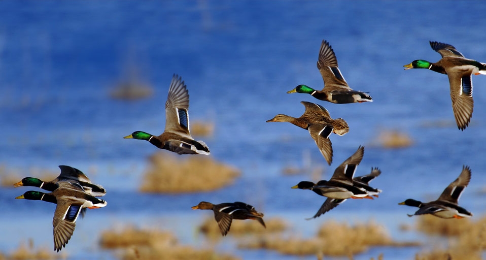 秋的踪迹：湖泊边候鸟的秋逝 -- Willi Rolfes/Picture Press/Photolibrary &copy; (Bing China)