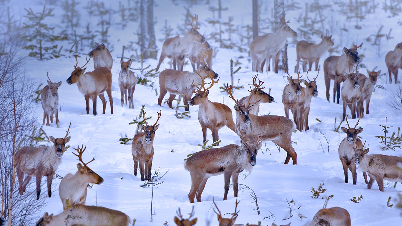 芬兰，靠近奥卢的驯鹿 (© Juan Carlos Muñoz/age fotostock)(Bing China)