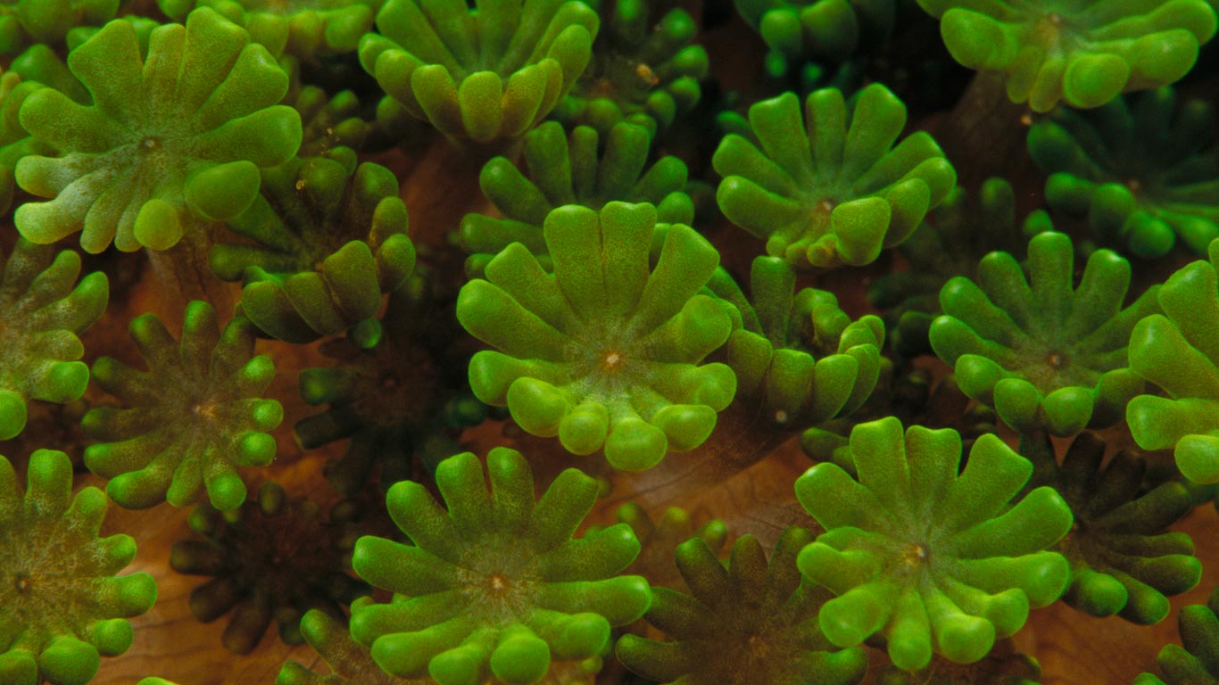 Coral colony detail, Indonesia (© Chris Newbert/Corbis)(Bing New Zealand)