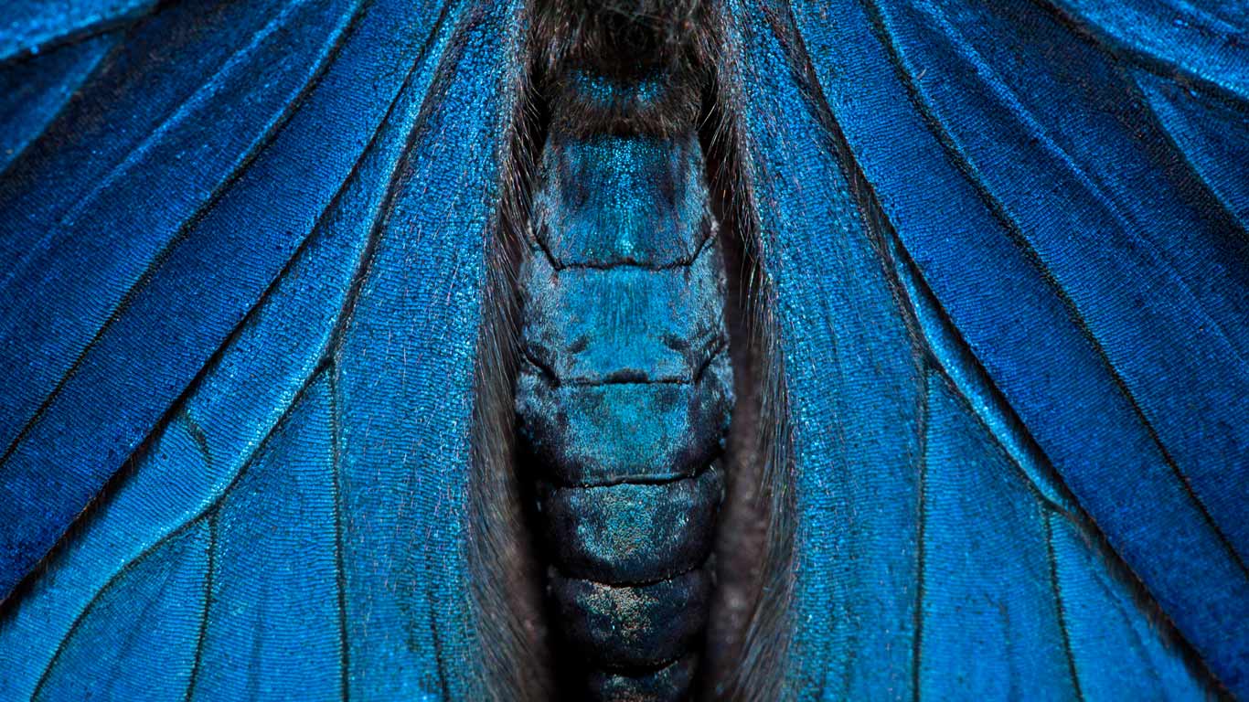 Detail of a painted beauty butterfly, Yasuni National Park, Amazon, Ecuador (© Pete Oxford/ Minden Pictures)(Bing Canada)