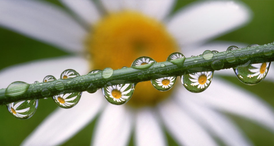 露珠上倒映出雏菊的景象 -- Craig Tuttle/Corbis &copy; (Bing China)