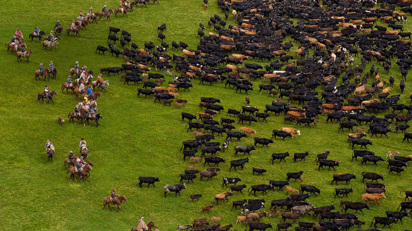 厄瓜多尔，安第斯山脉，被围捕的牛 (© Pete Oxford/Minden Pictures/Corbis)(Bing China)