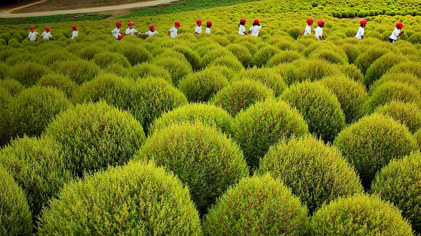 日本常陆那珂市日立海滨公园，一群孩子走过地肤区域 (© Sankei/Getty Images)(Bing China)