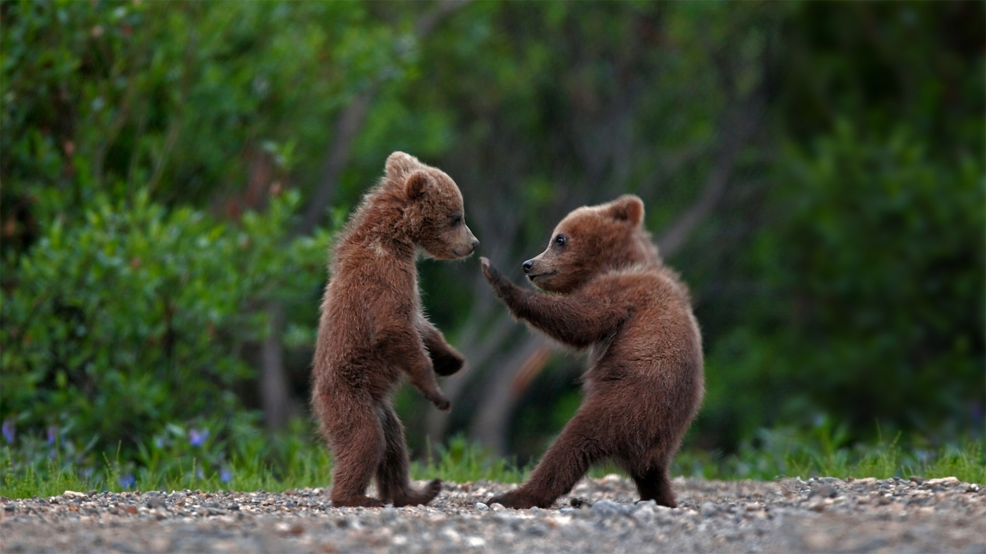 在迪纳利国家公园中玩耍的灰熊幼崽，阿拉斯加  (© Ron Niebrugge/Alamy)(Bing China)