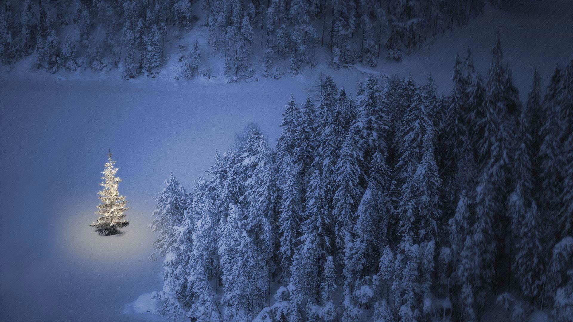 湖畔的一棵小圣诞树，奥地利魏森湖 (© nagelestock/Alamy)(Bing China)