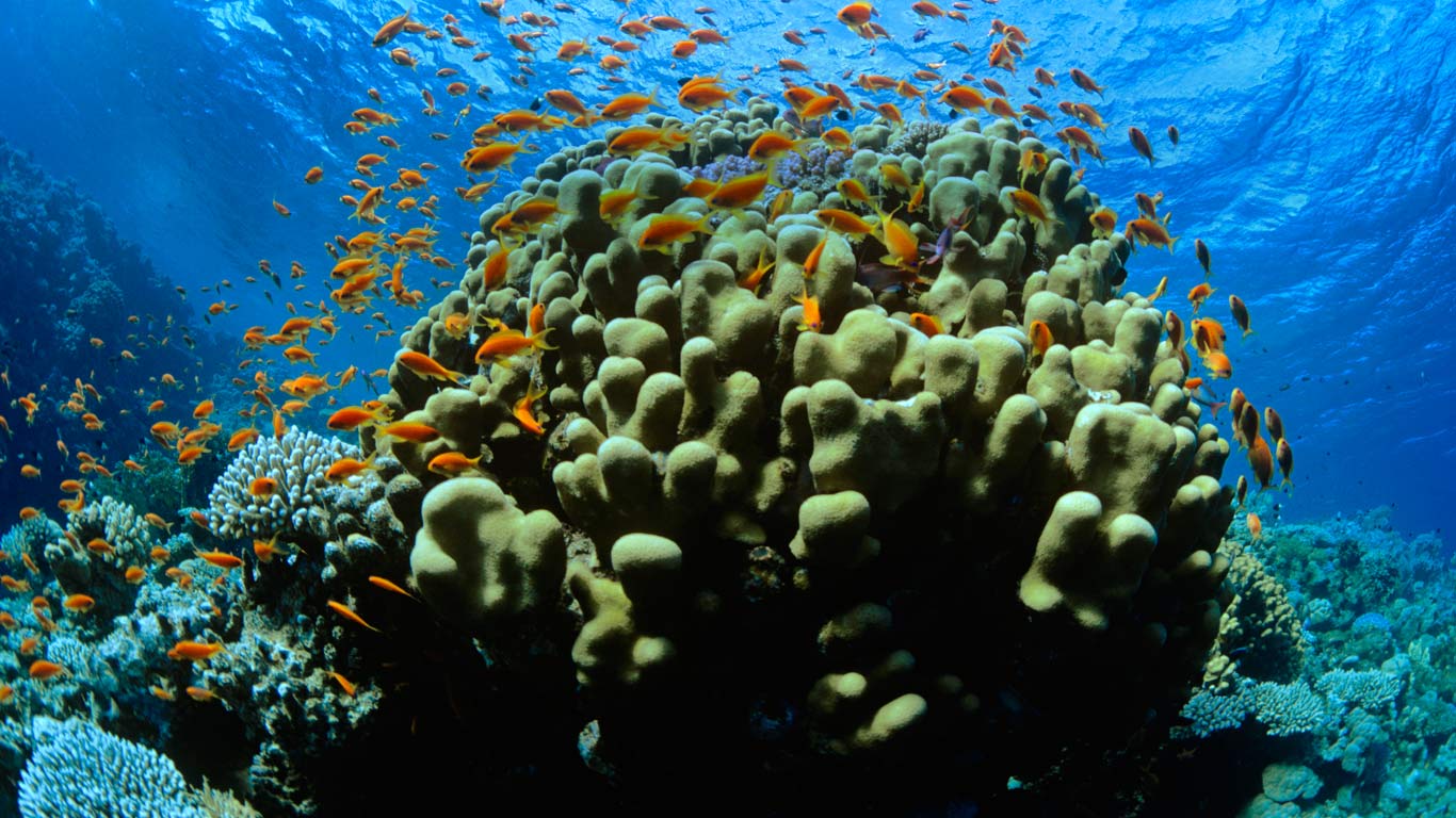 Juwelen-Fahnenbarsche im Roten Meer, Ras-Mohammed-Nationalpark, Ägypten  (© Jeffrey Rotman/Corbis)(Bing Deutschland)