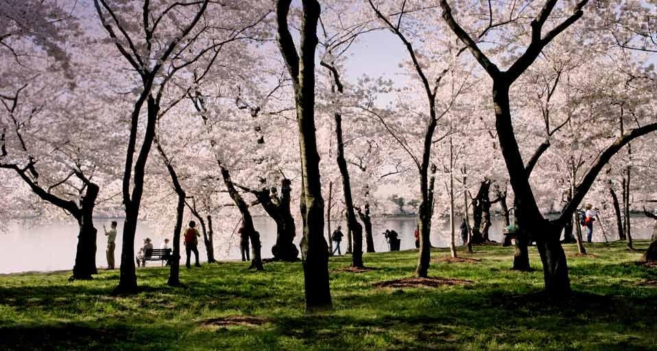 华盛顿特区潮汐湖旁的游人与樱花 (© Stefan Zaklin/Corbis) &copy; (Bing China)