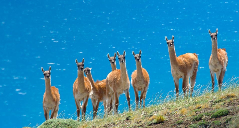 智利百内国家公园的原驼 (© Steve Ogle/Corbis) &copy; (Bing China)