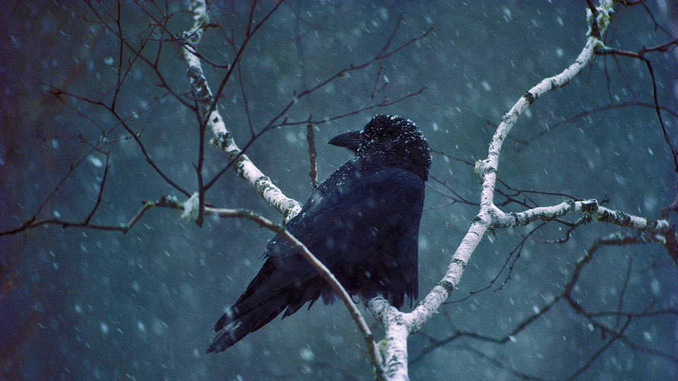 Rabe (© Jim Brandenburg/Minden Pictures)(Bing Deutschland)