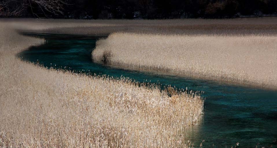四川九寨沟的芦苇海 -- “风光无忌，有景必应摄影大赛”/尹兰 &copy; (Bing China)