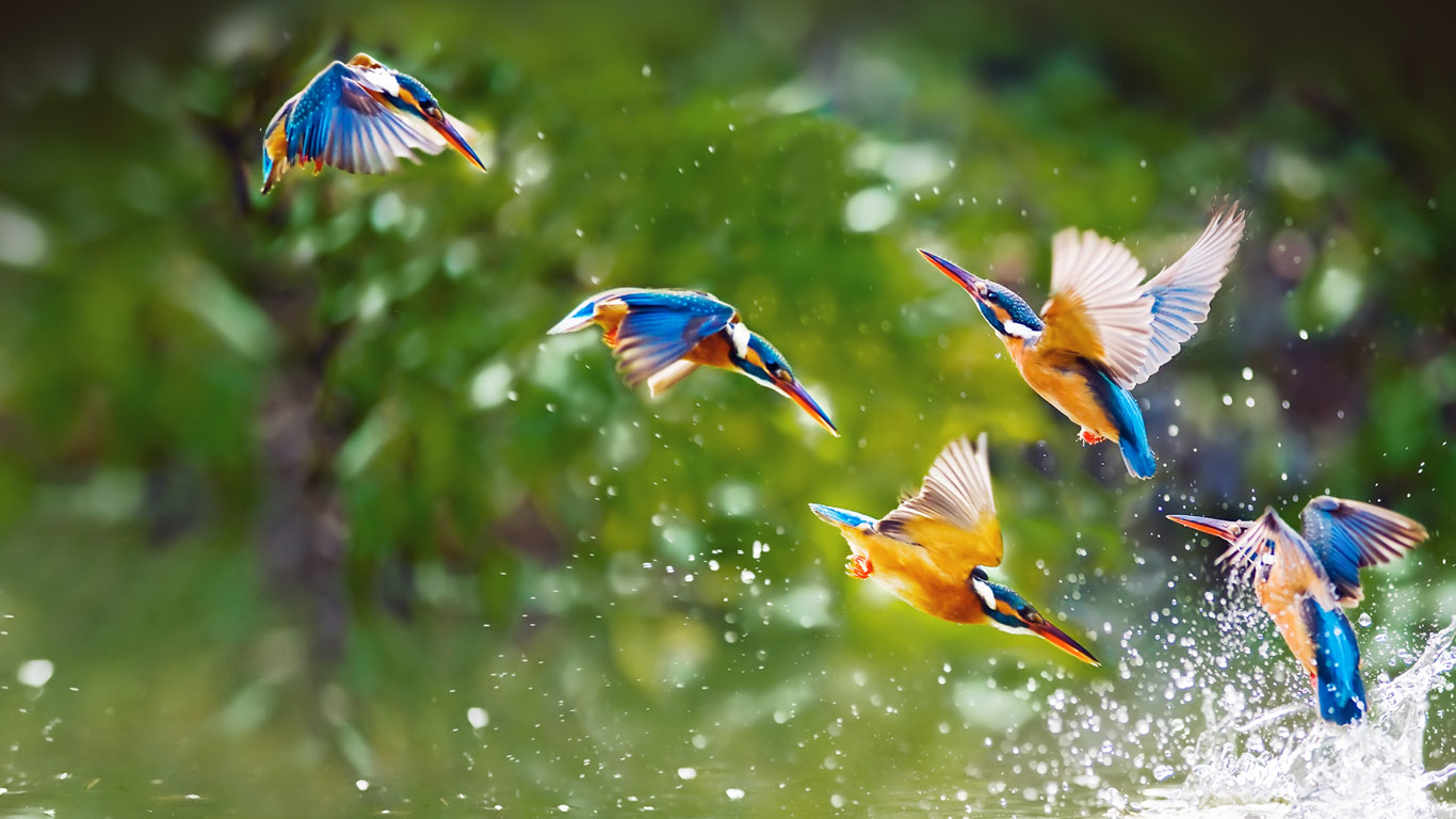 台北的翠鸟 (© htu/Flickr Select/Getty Images)(Bing China)