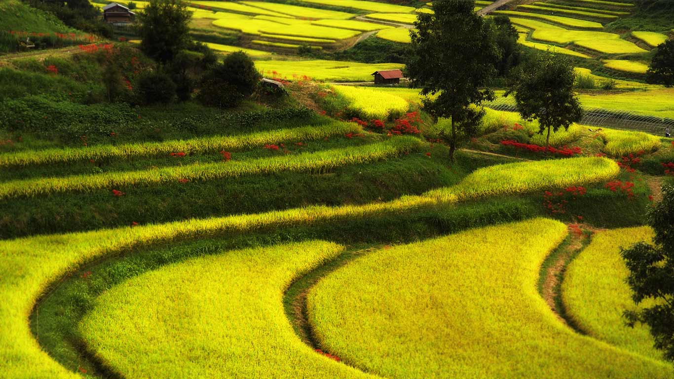 日本飞鸟区 (© Yamaguchi/Flickr Open/Getty Images)(Bing China)