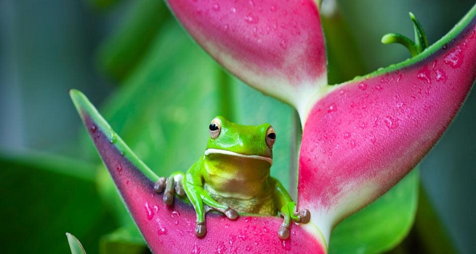 White-lipped tree frog (Litoria infrafrenata) on a heliconia flower in Cairns, Queensland, Australia (© Andrew Watson/ Getty Images) &copy; (Bing Canada)