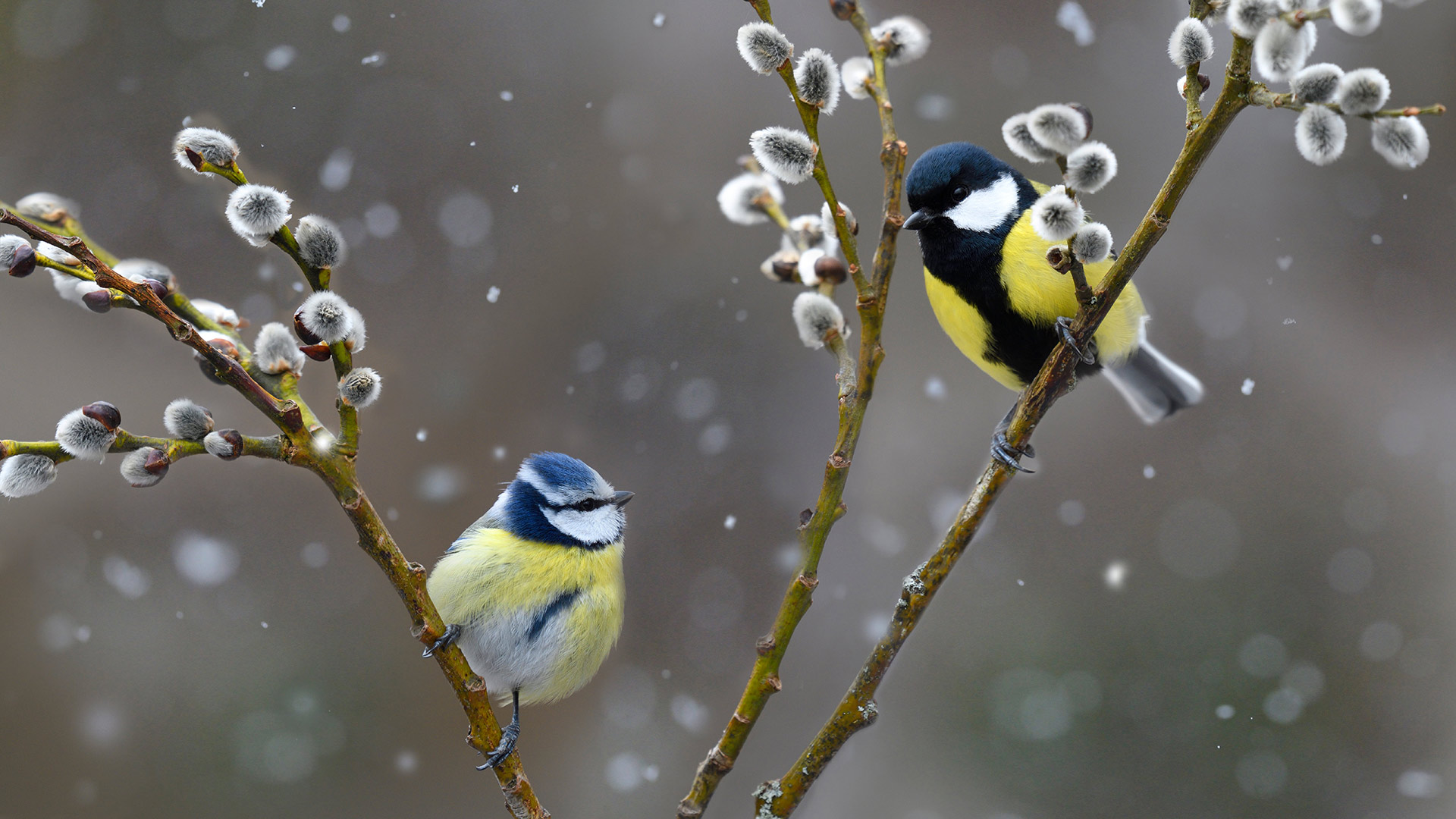 雪中的蓝山雀和大山雀，法国北孚日地区自然公园 (© Michel Rauch/Minden Pictures)(Bing China)