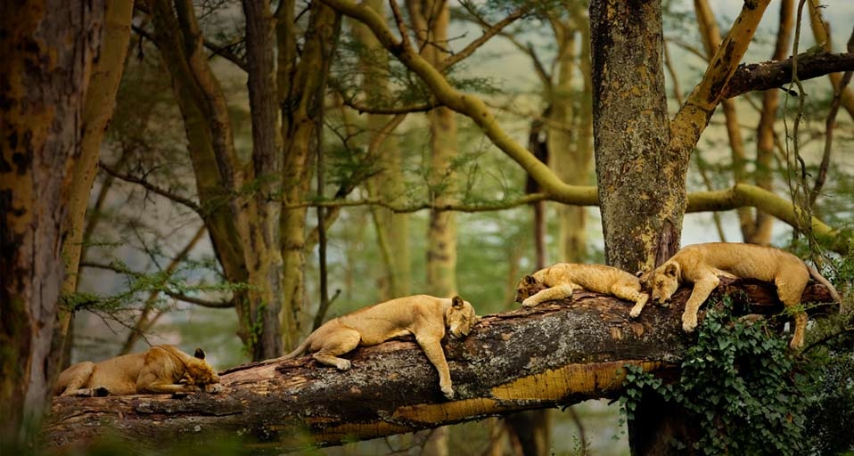 在树枝上睡觉的小狮子 -- Scott Stulberg/Corbis &copy; (Bing China)